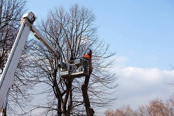 Best Tree Maintenance Programs  in USA